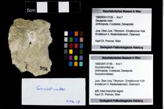 Foto (Objekt + Etikett) von Goniodromites sp.  (NHMW-GEO-1990-0041-3156)
